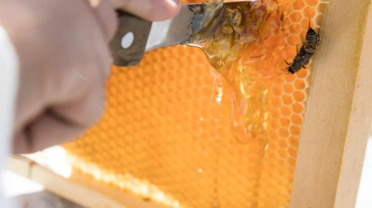cortar miel colmena