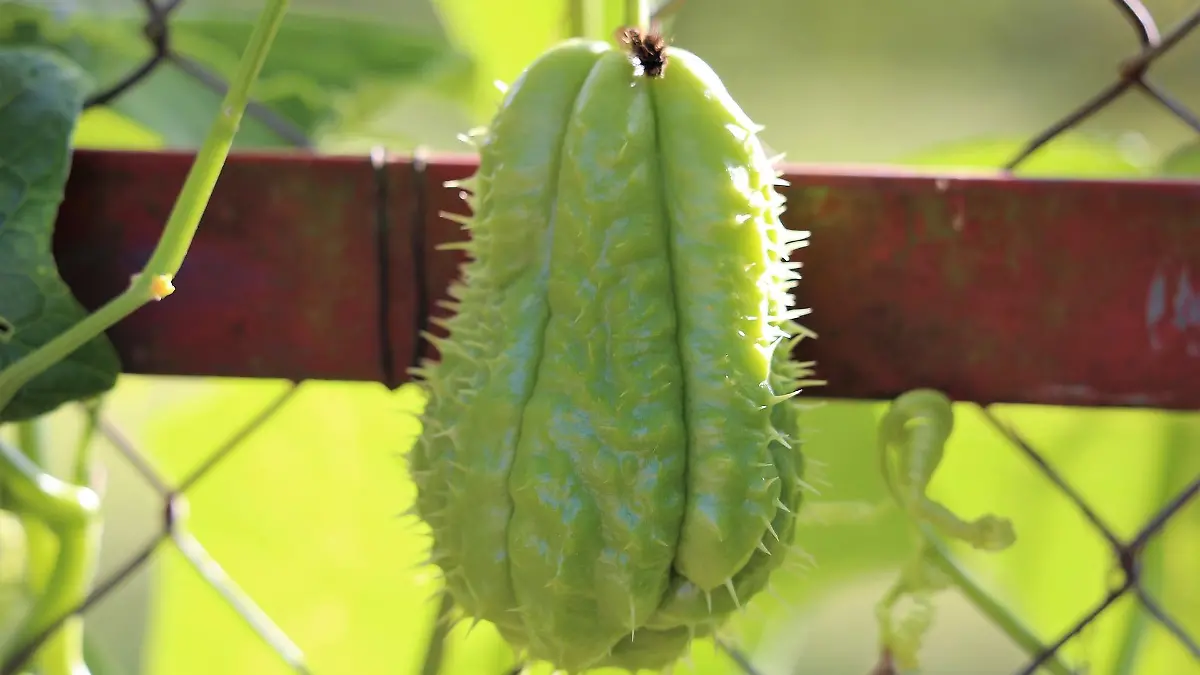 mexican cucumber 3672857 1920