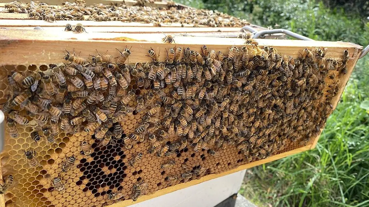 Bees on capped brood
