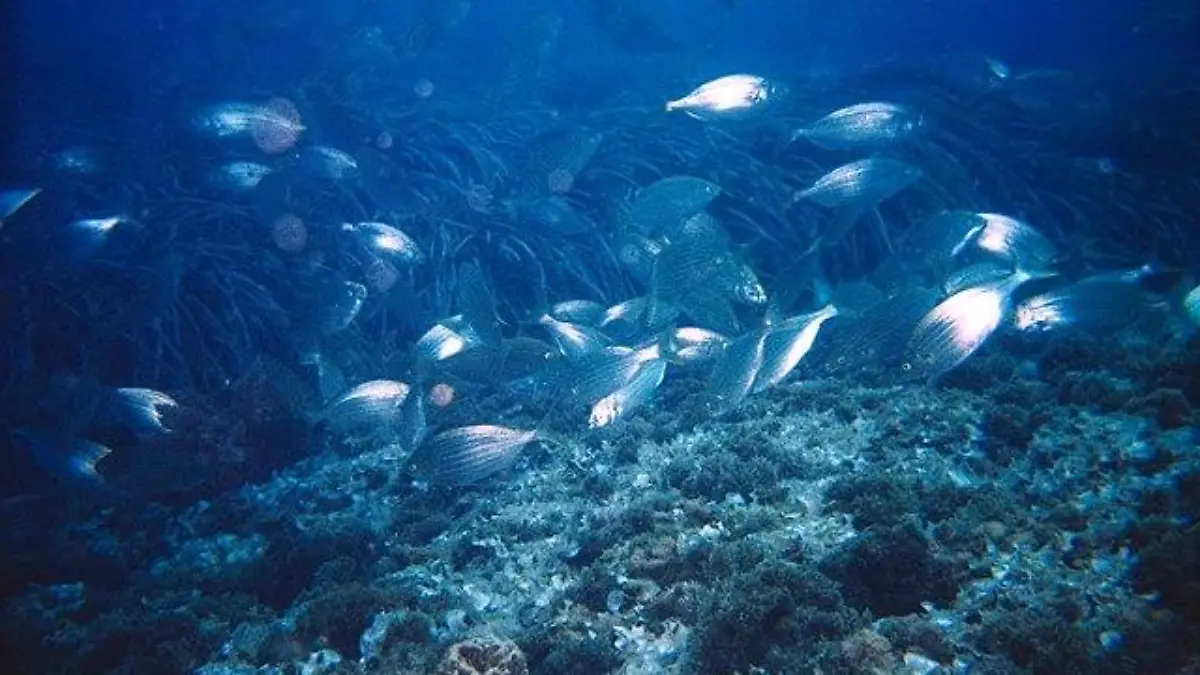 Fondo marino Calabardina 01