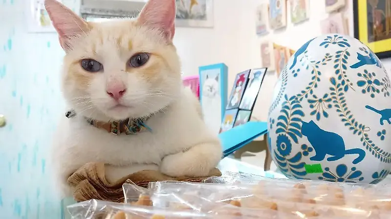 310099834 559634249277089 543304002034278435 n