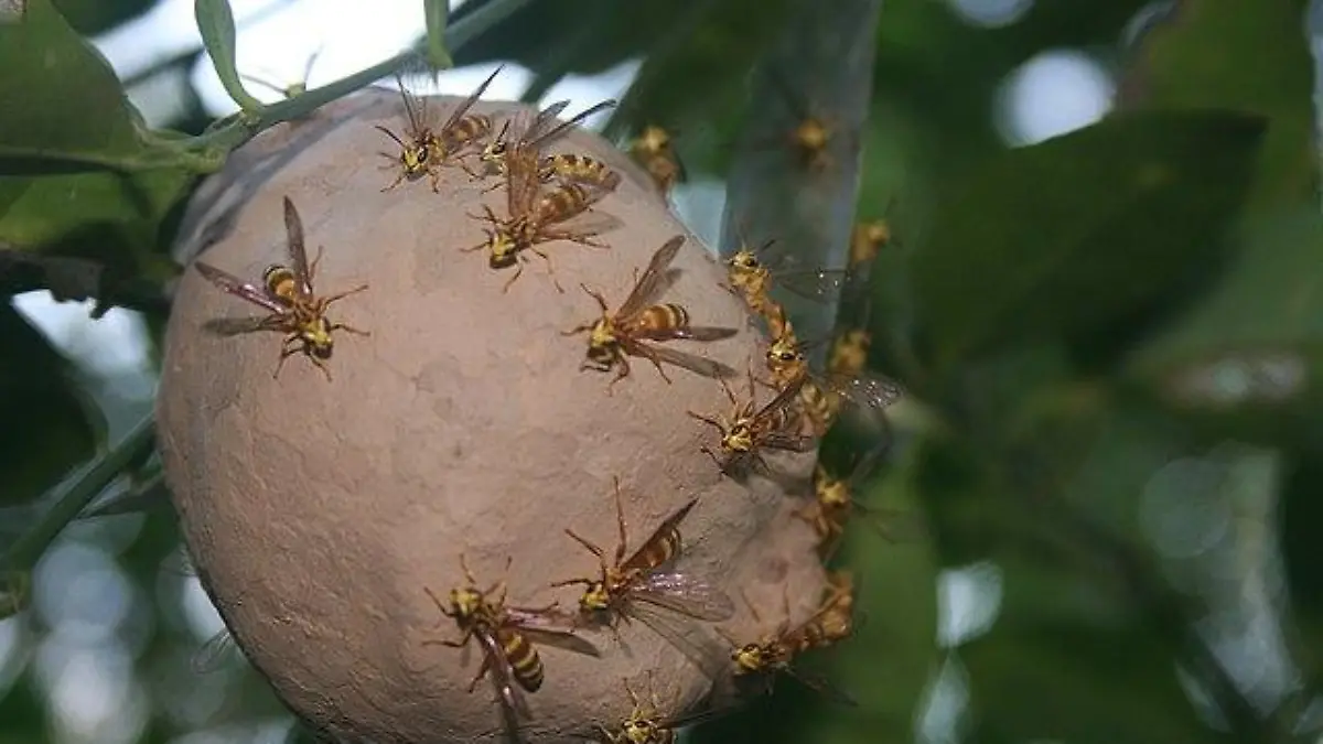 Panal de avispas venenosas