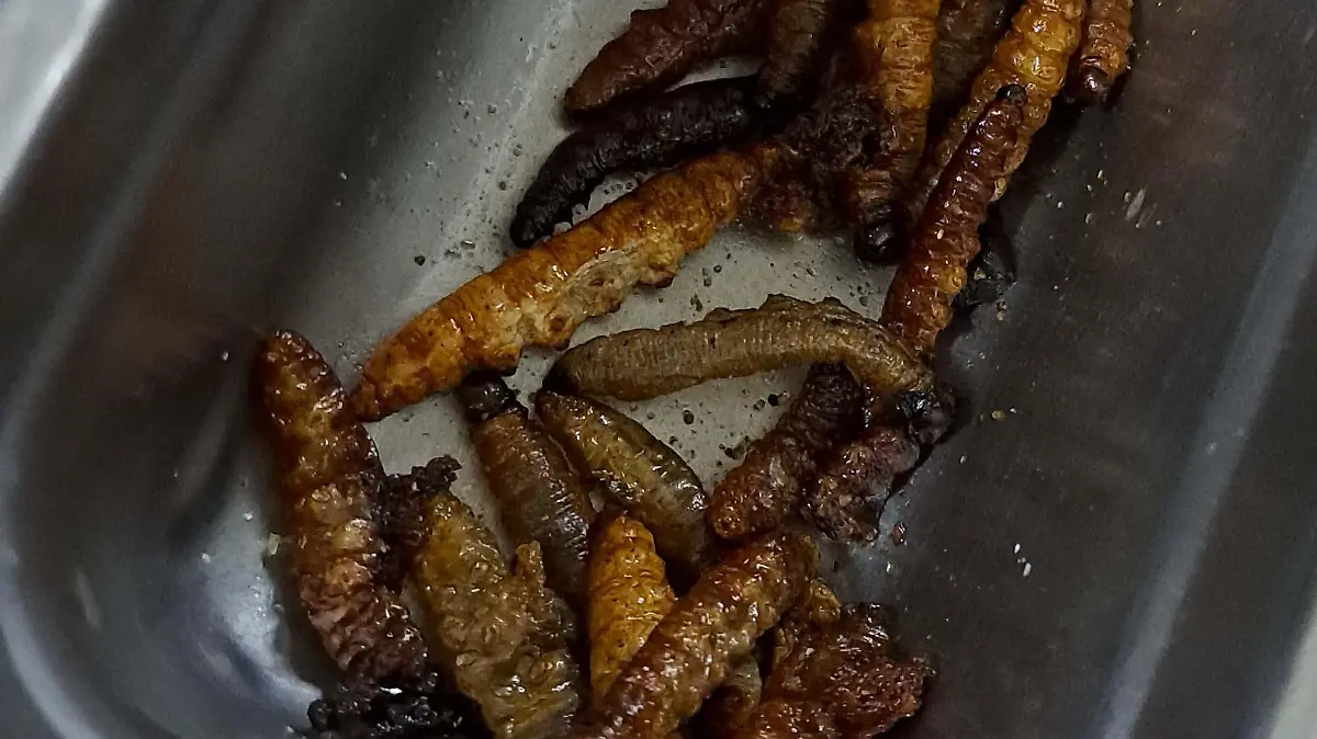 gusano de maguey