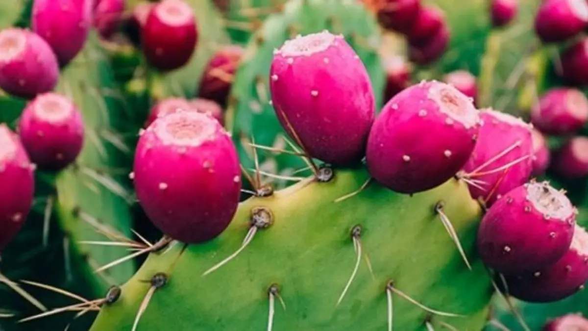 Foto: Creative Commons