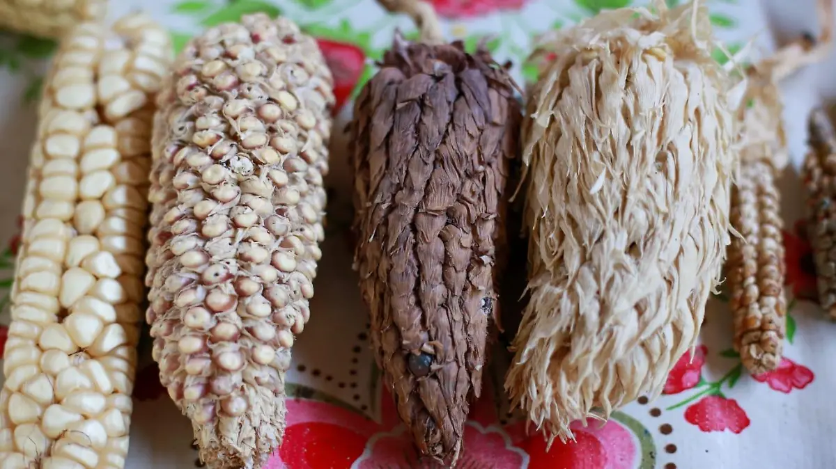 la casa del maíz (9)