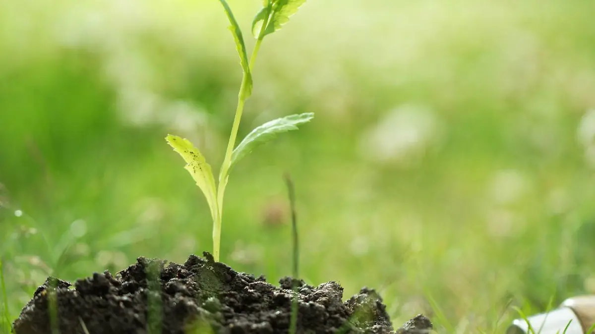 3 Siembra según la luna