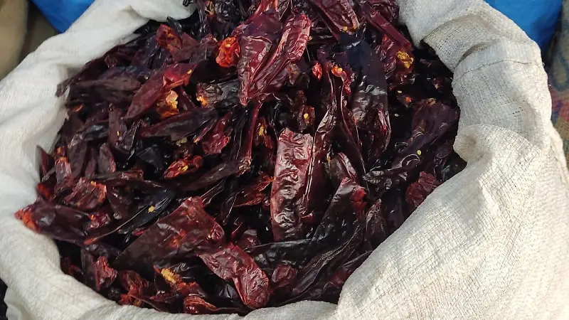 Los chiles secos son grandes aliados y son útiles para hacer limpias energéticas sobre todo por curanderos de la Huasteca Potosina
