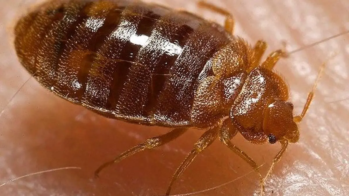 Bed bug Cimex lectularius