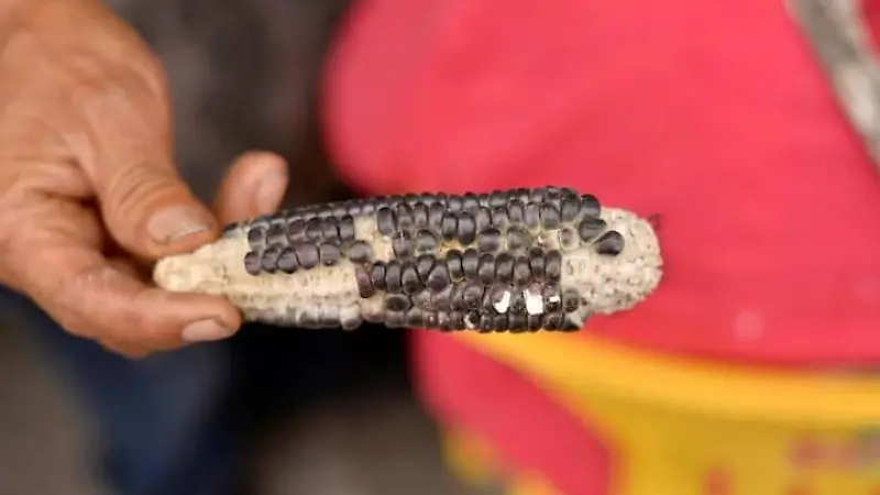 Gorditas de maíz verde 6