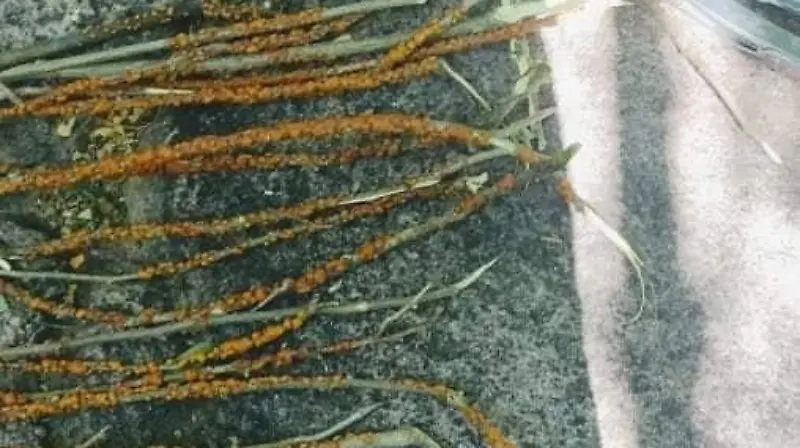 234733783 4325318224223852 7000959375786513129 n