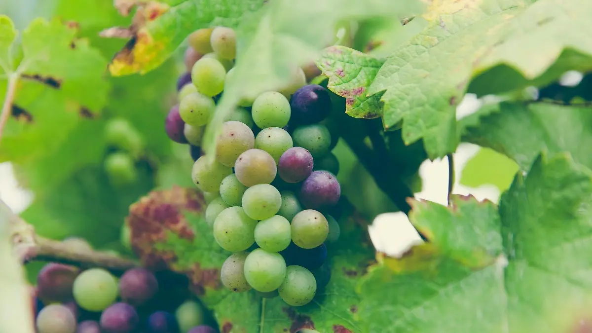 markus spiske bNi5JjRftQ4 unsplash