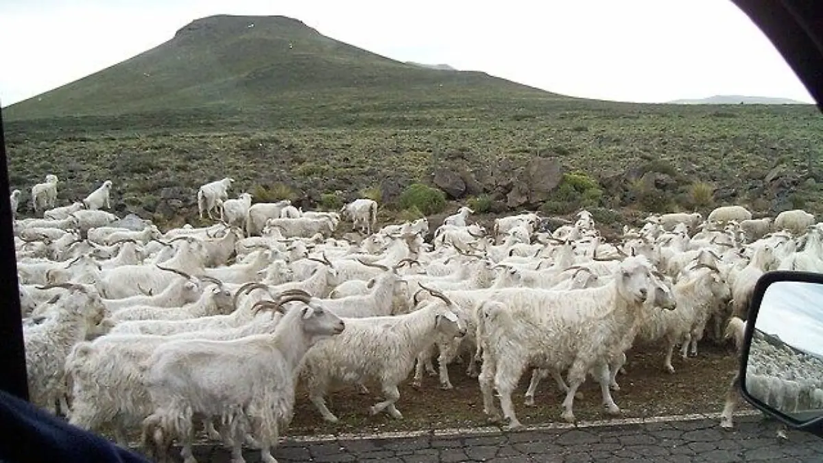 Trashumancia en Neuquén Argentina 100 0417