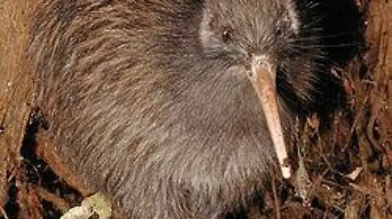 250px TeTuatahianui