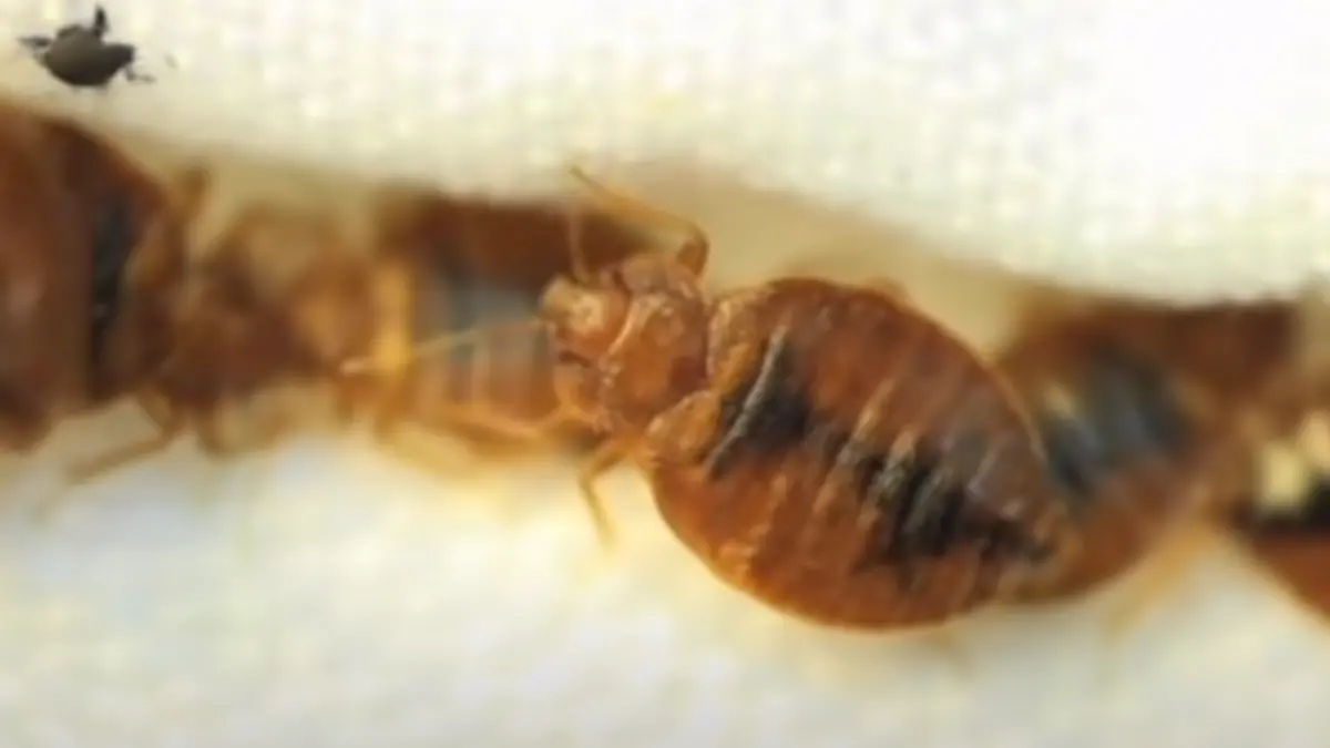 Foto: Creative Commons