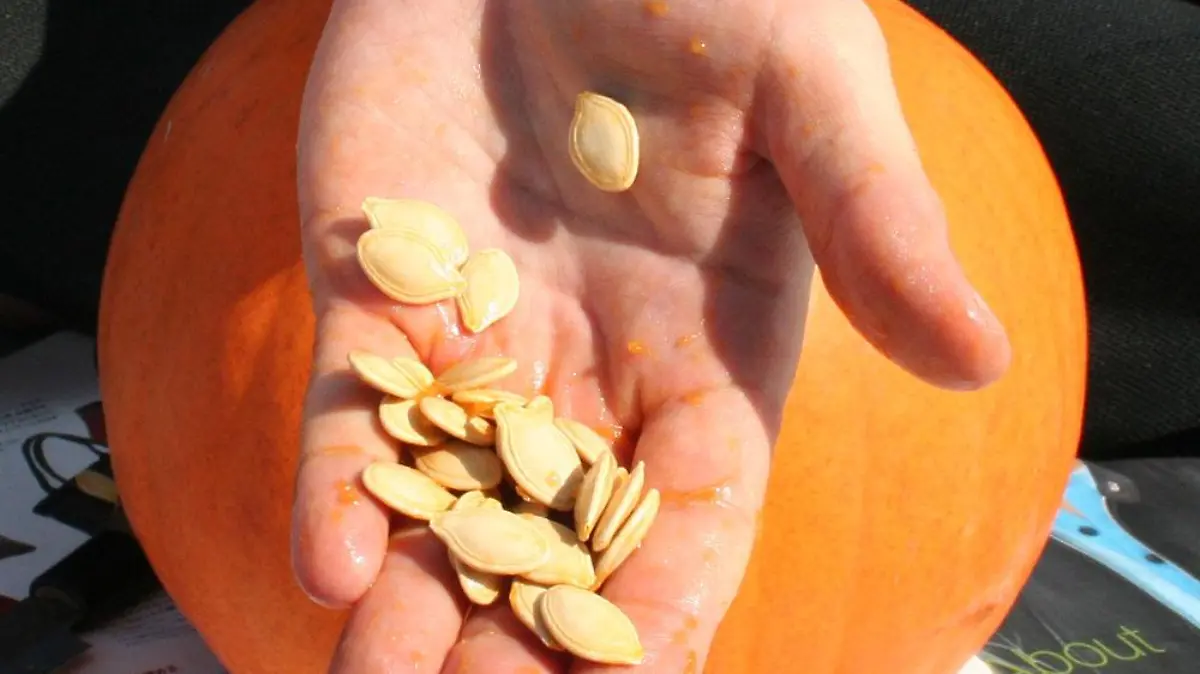 Pumpkin seeds in hand