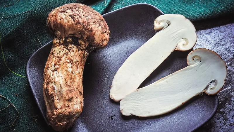 www.cocinayvino.com matsutake un hongo tan delicioso como costoso 104002343 m 1 1024x576 2