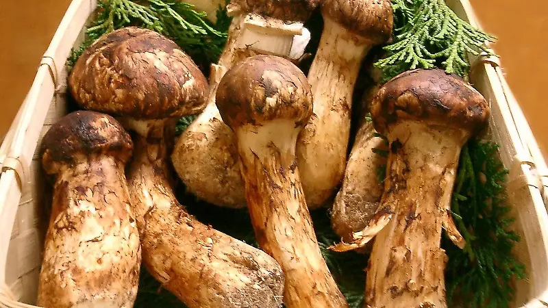 1200px Matsutake 1