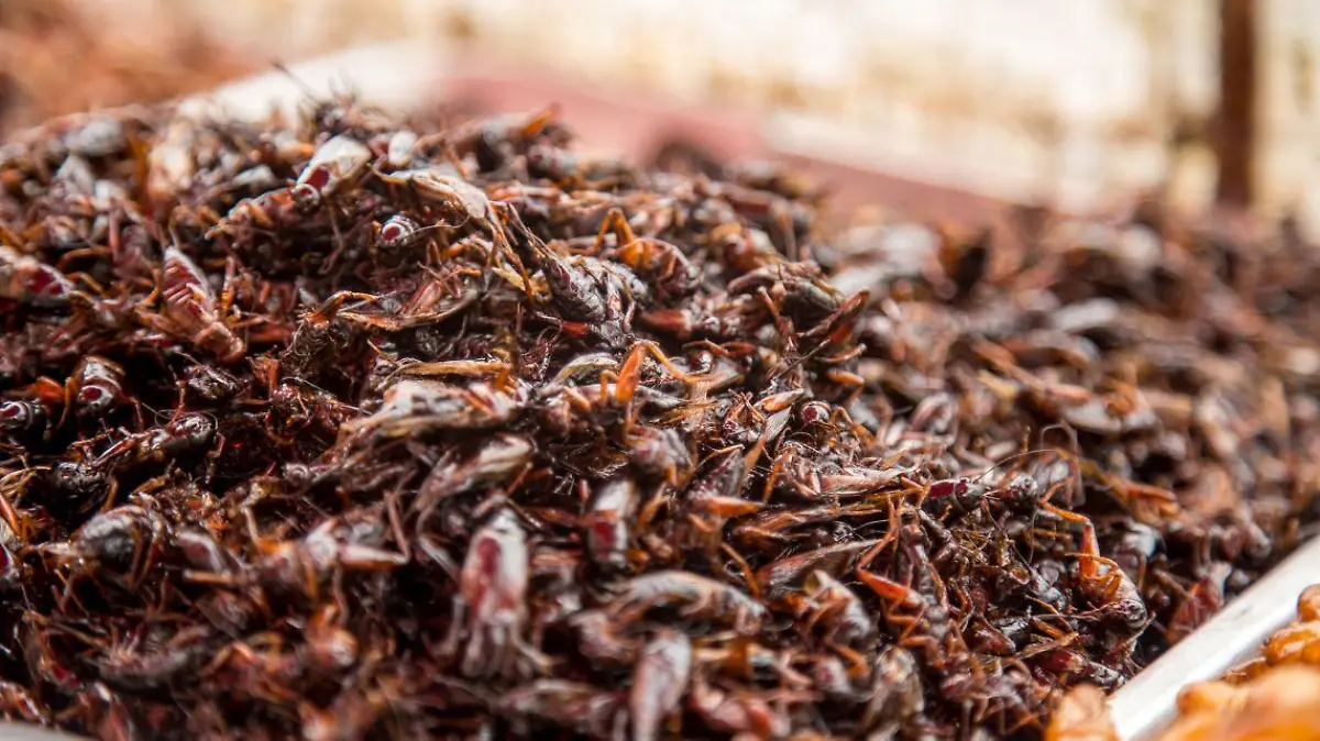 Chapulines Freepik