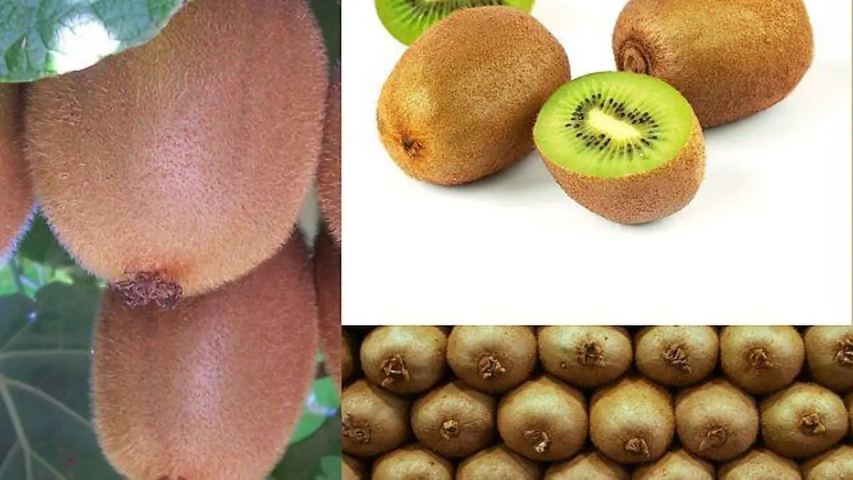 640px Owoce Kiwi