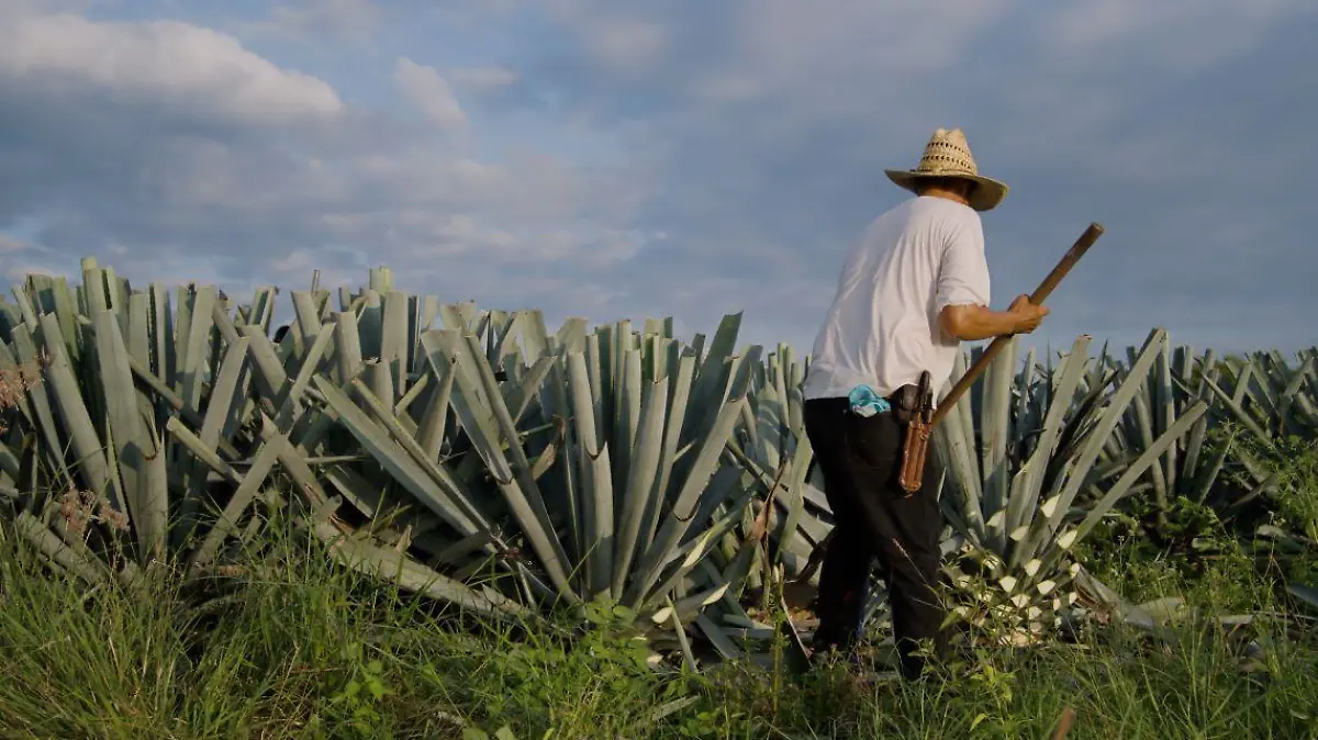 vista posterior agricultor sombrero paja cosechando planta agave campo 123