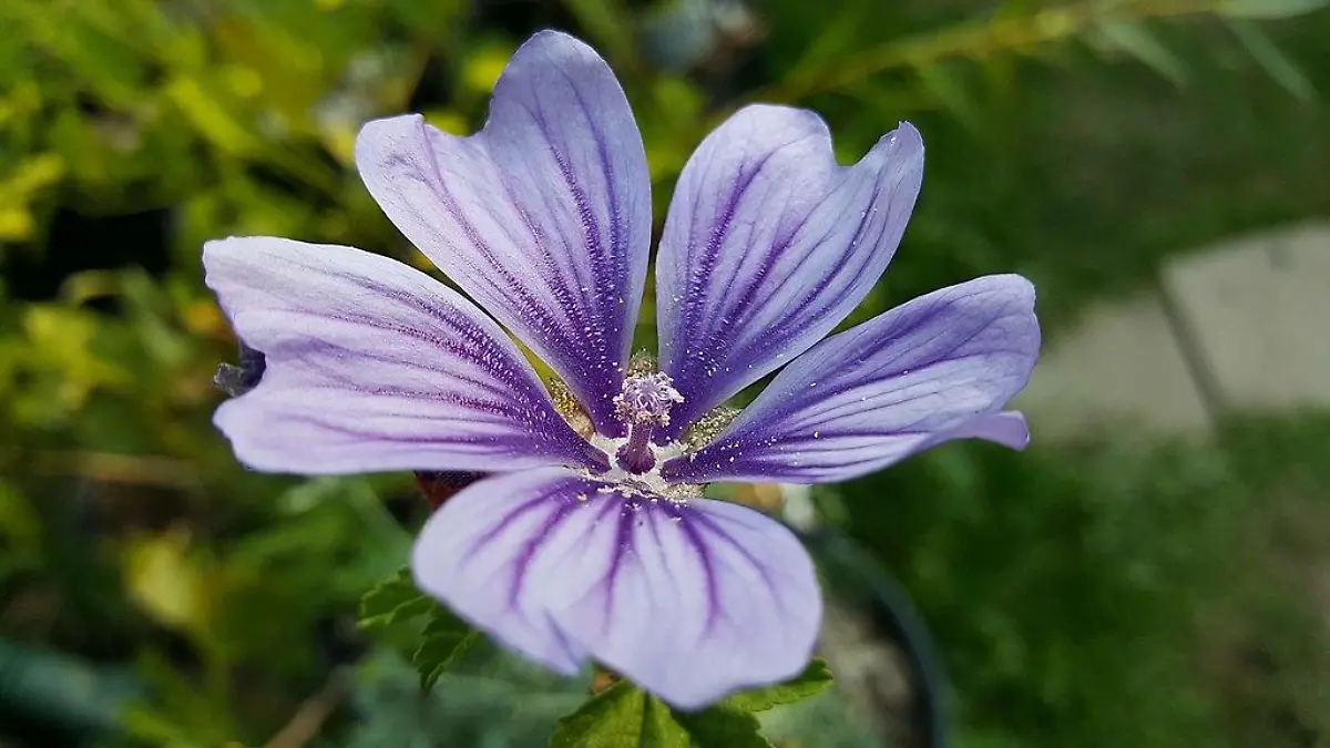 1024px Malva sylvestris violet hue