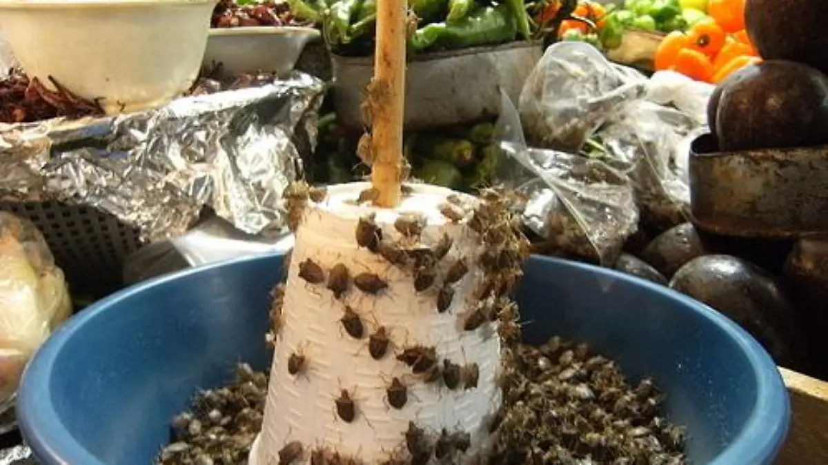 Jumiles taxco mercados