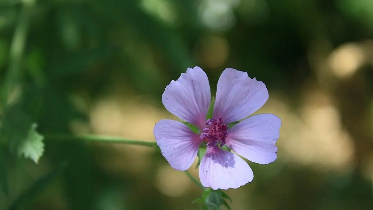 Malvaceae mallow flower