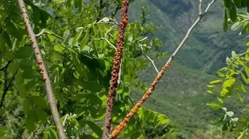 235246806 4325318327557175 1012804215182804655 n