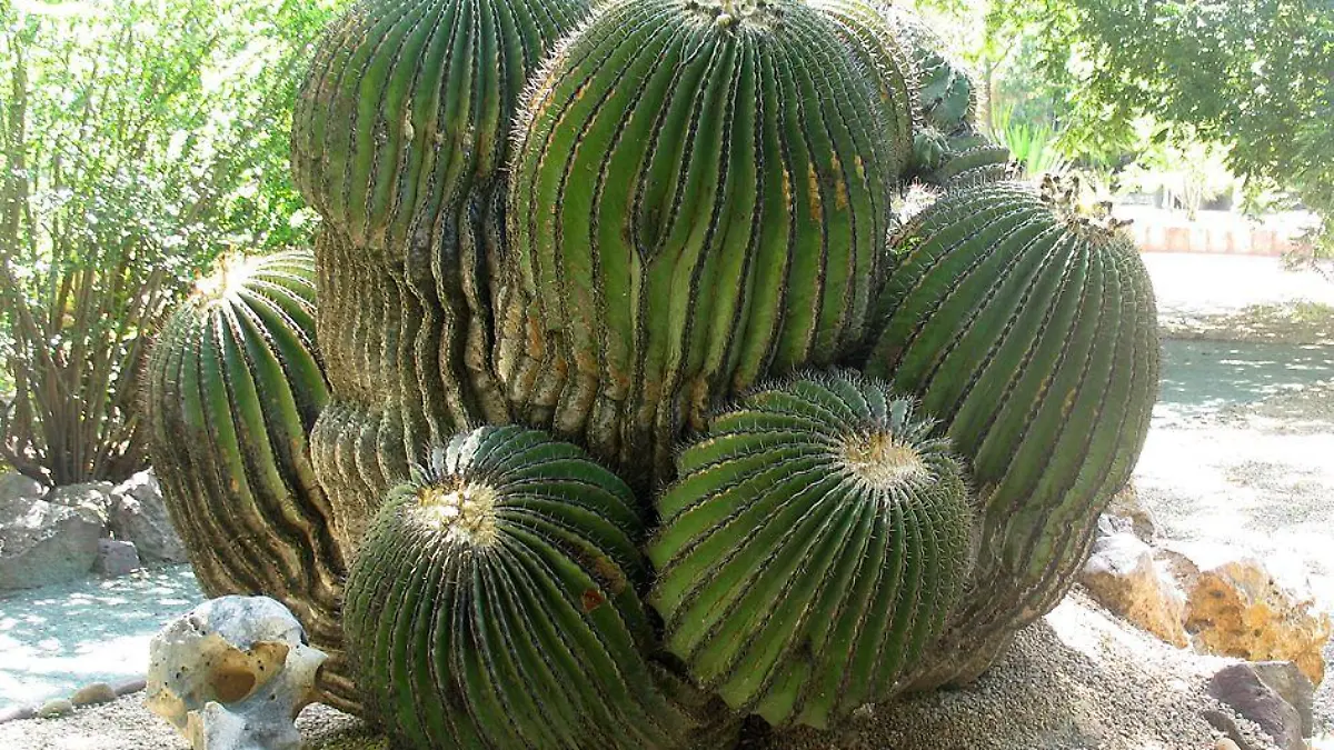 Ms que nopal, descubre qu cactus se comen en Mxico y puedes encontrar en  el mercado - aderezo