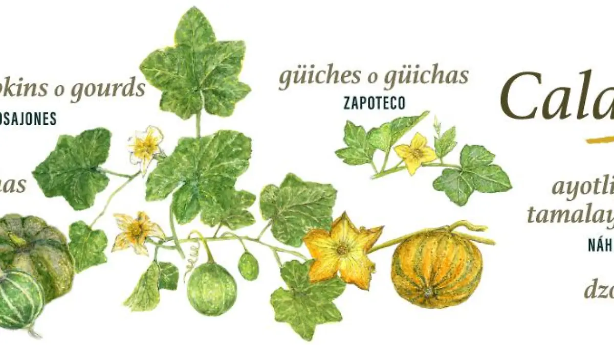 calabazas id