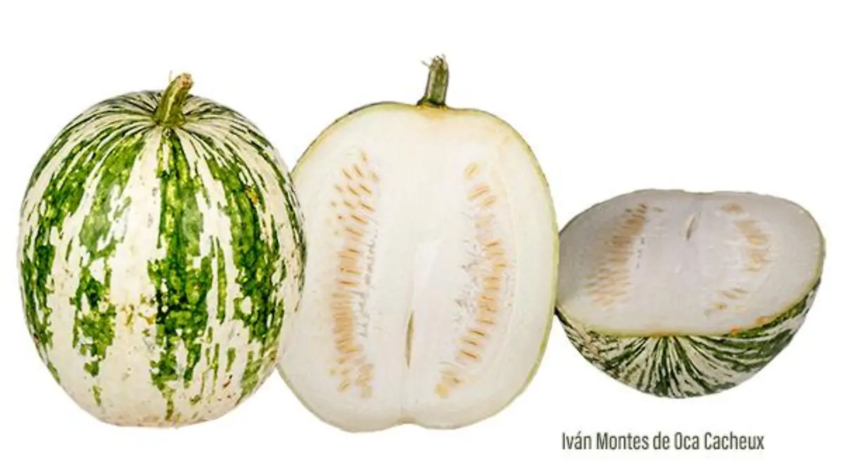 img CucurbitaFicifolia