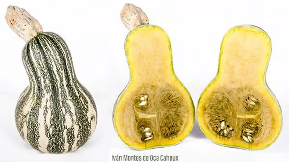 img CucurbitaArgyrosperma