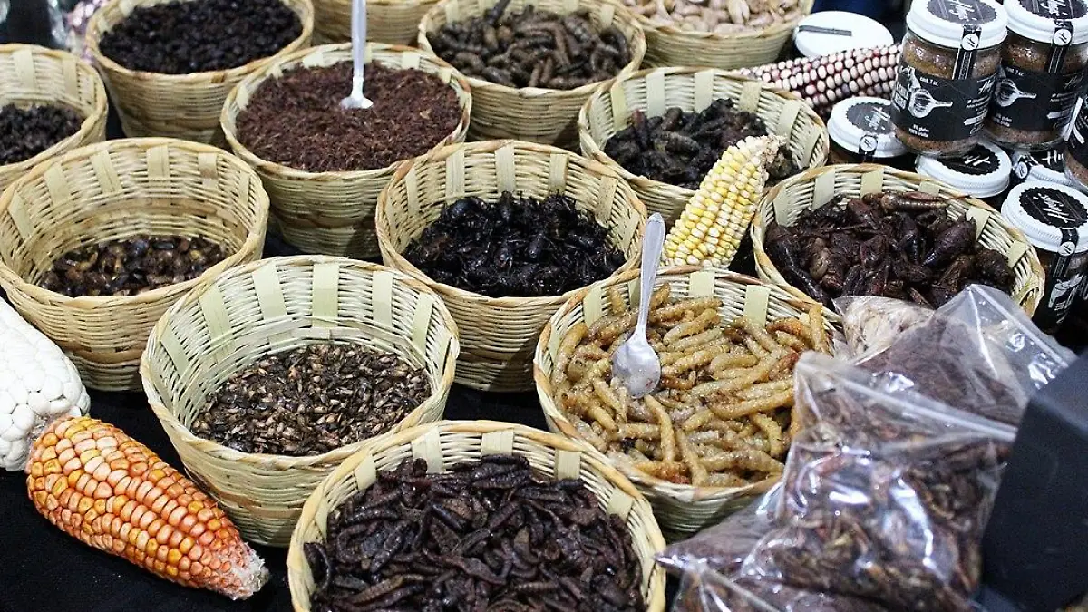 Insectos Comestibles