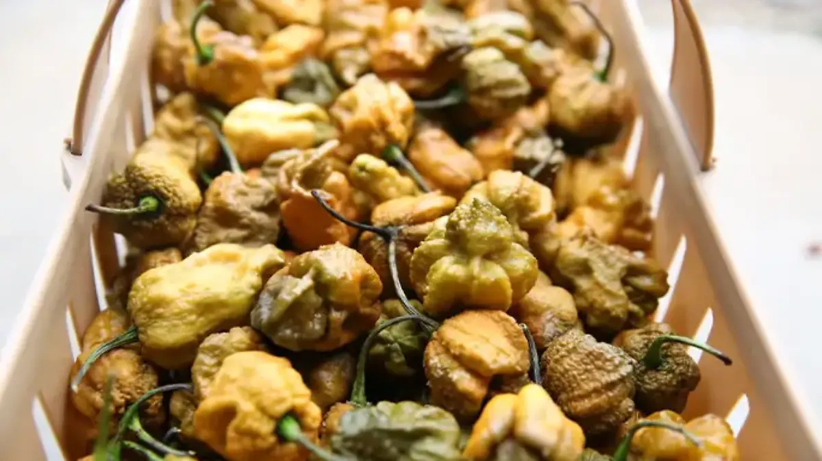 pepper x is the new hottest chilli in the world tcm29 759763