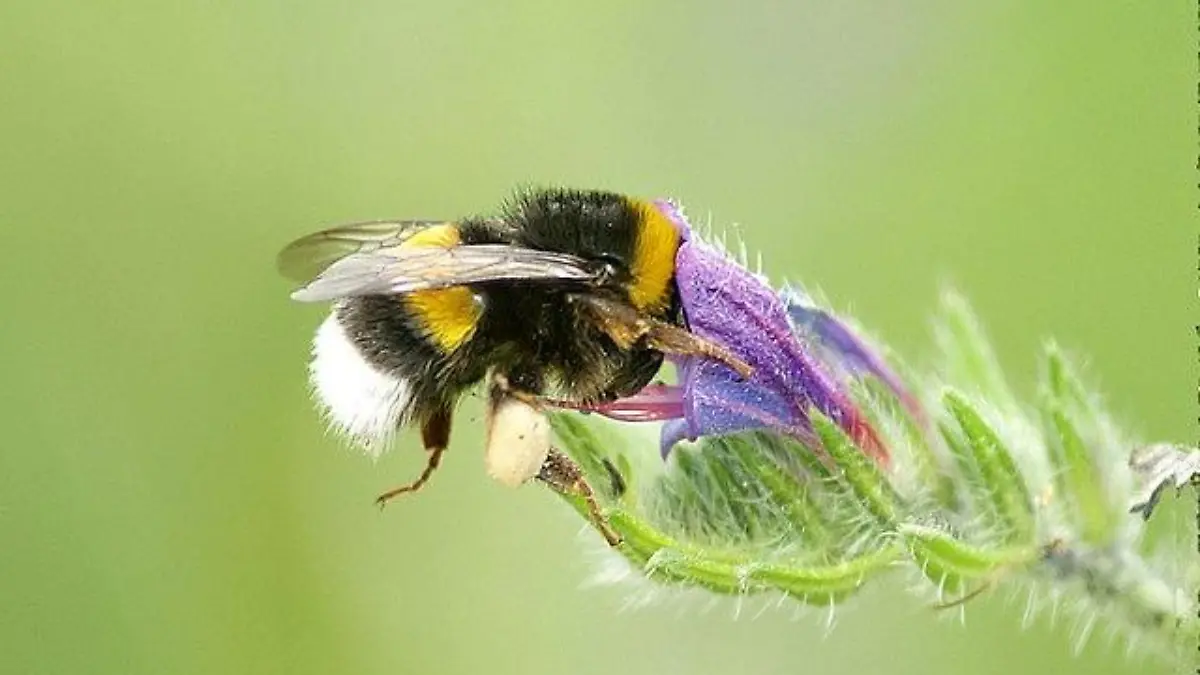 640px Monstres 13   monstruos   munsters   bombus lucorum 492780865