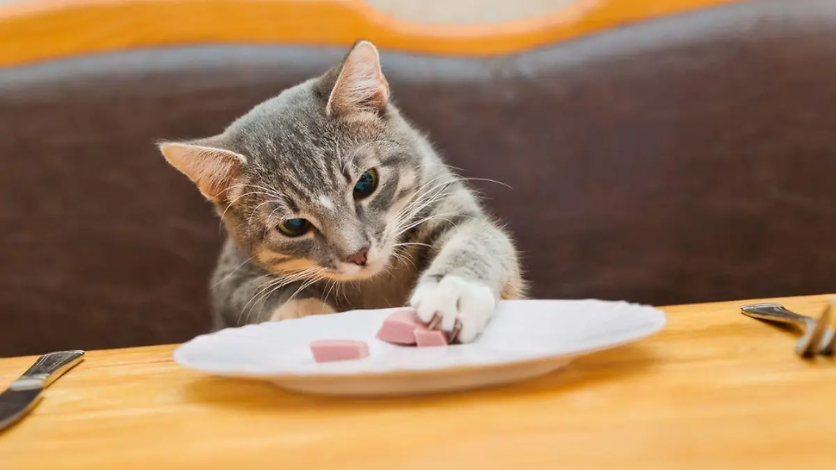 3 Aderezo Lo que deben comer los gatitos