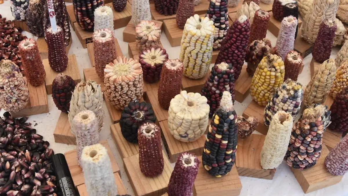 Foto: Tomás Baños / El Sol de Tlaxcala