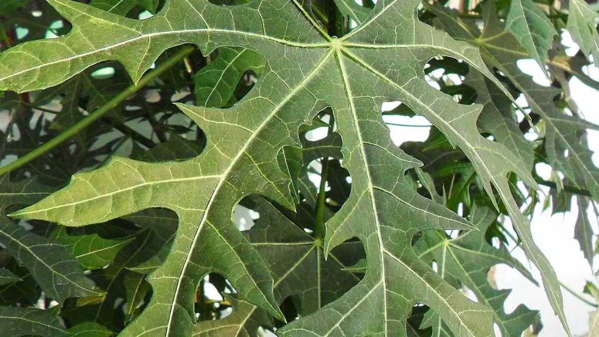 1024px  Arya  Cnidoscolus aconitifolius   pepaya Jepang   Pilangsari 2019 00