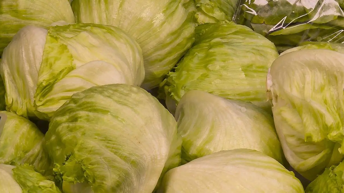 La recova 023 Lechuga iceberg