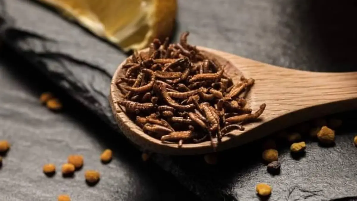 Gastronomia de Hidalgo  investigador preservara recetas y metodos de coccion de insectos