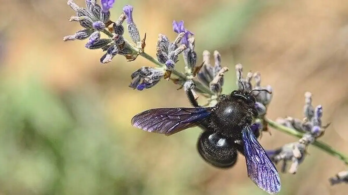 Foto: Creative Commons