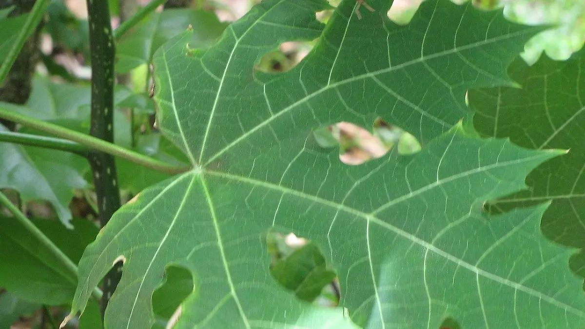 Starr 090623 1606 Cnidoscolus aconitifolius leaf Waianapanapa Maui 24966962655