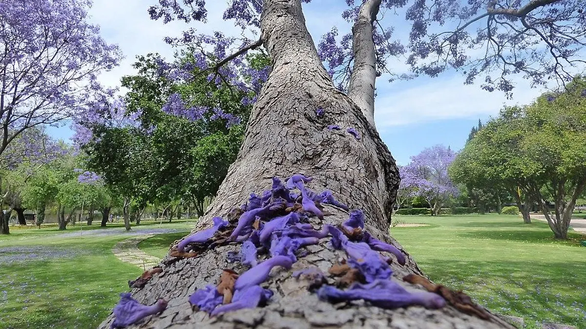Jacarandas en la Universidad Autónoma de Aguascalientes 33