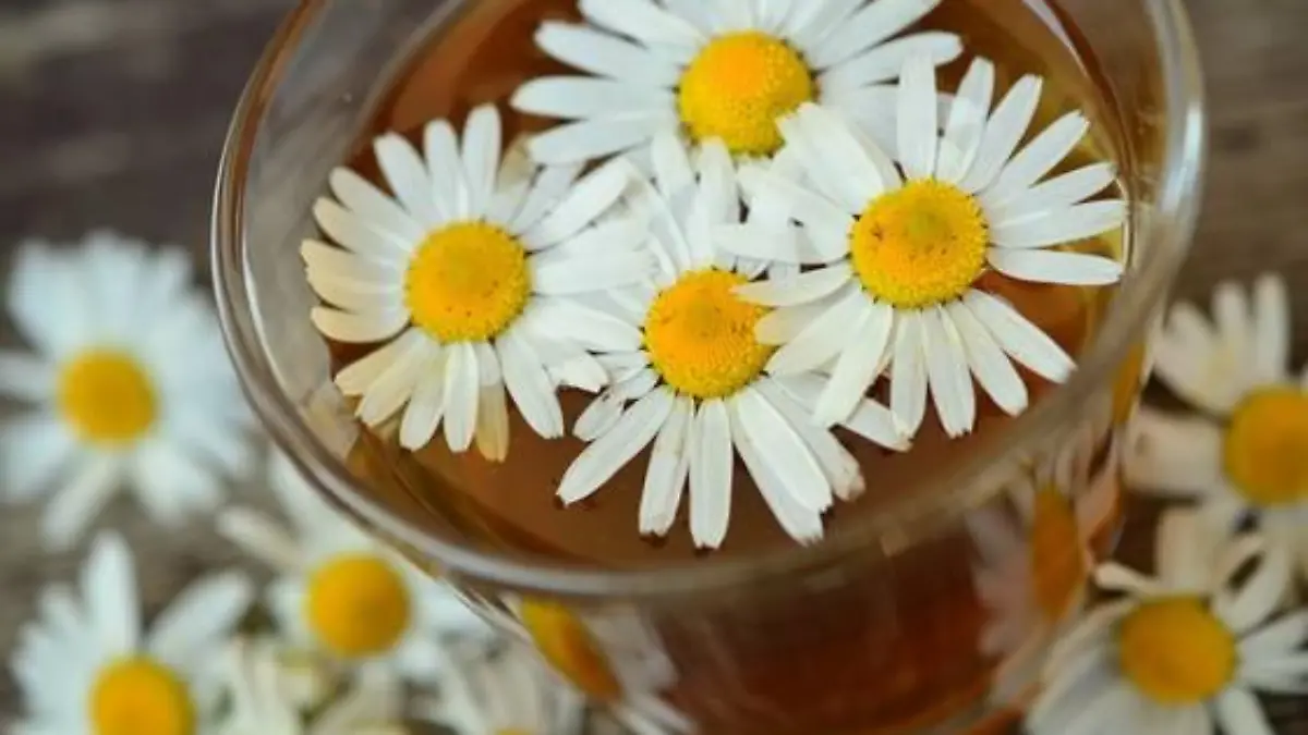 chamomile 829220 1920