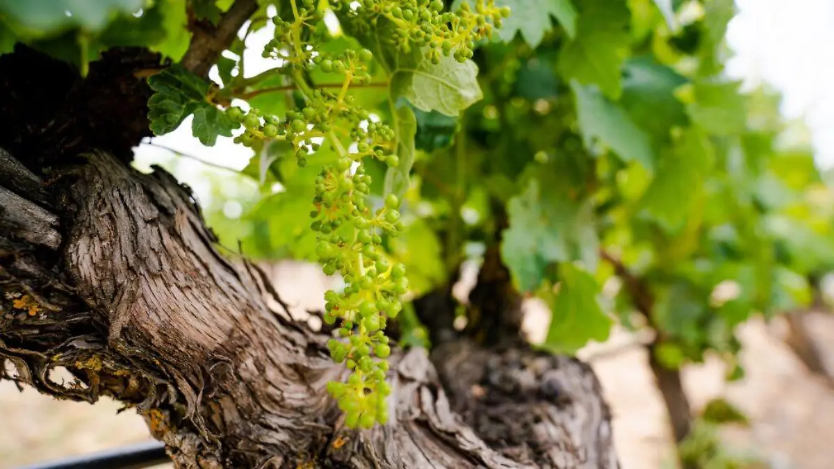 VINEDO JUNIO 10 de 13 1024x682 1