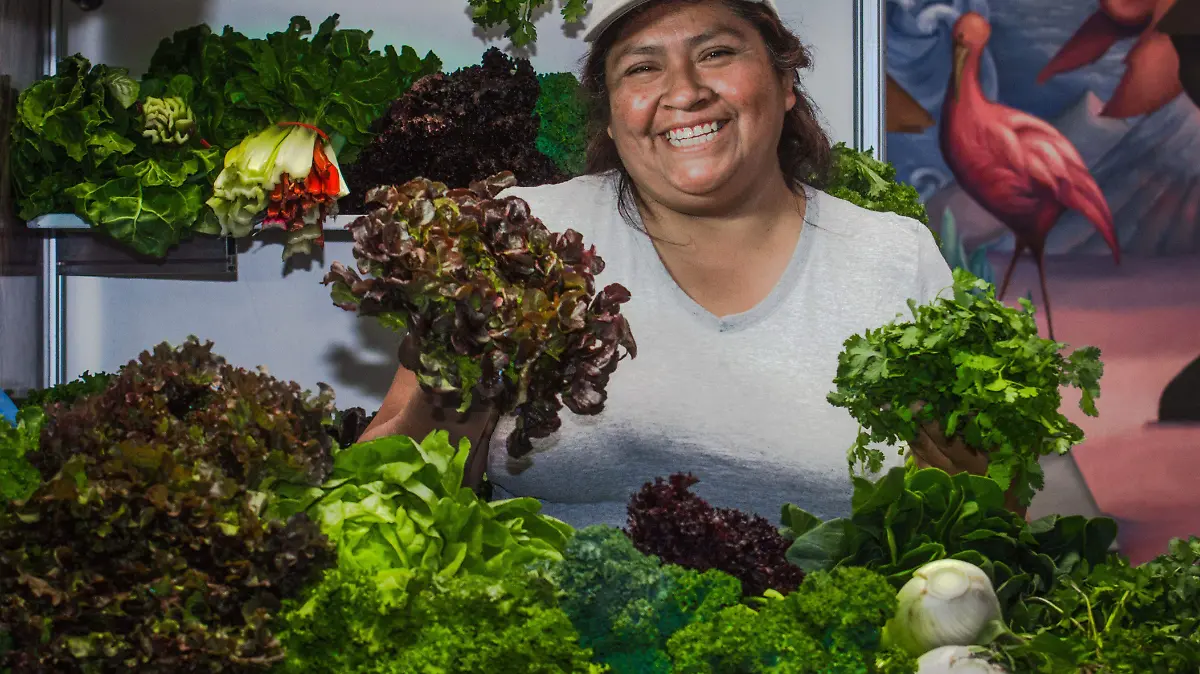 Producción de lechuga 4.jpg