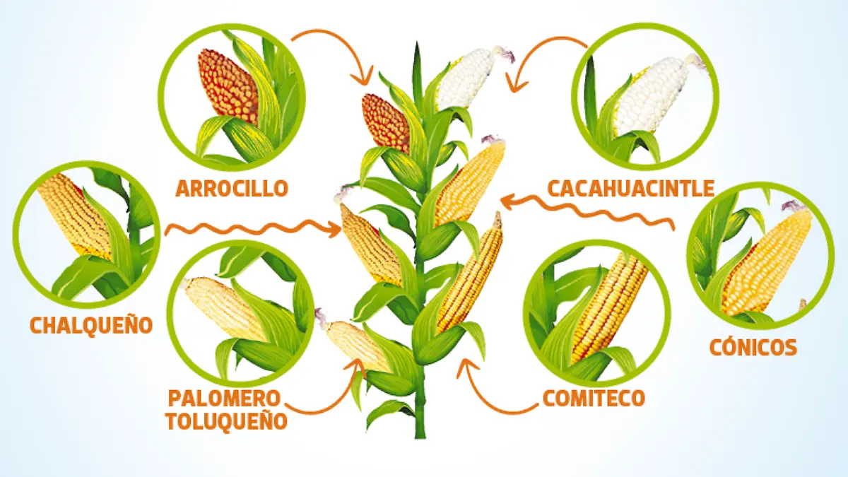 Portada Web Maíz 27Sep