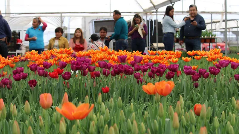 TULIPANES VIVEROS ATLIXCO BIBIANAD 30012024 46