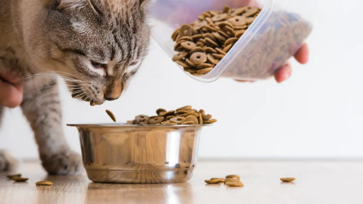 2 Aderezo Lo que deben comer los gatitos
