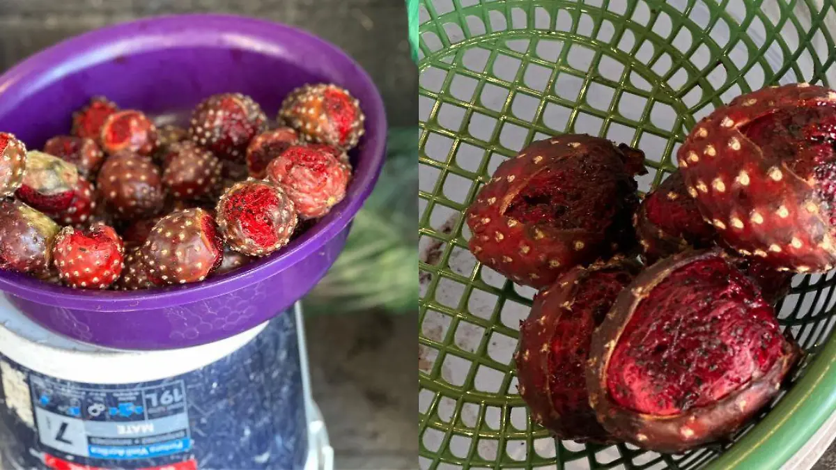 3 Aderezo vino en Hermosillo con pitaya y guamúchil